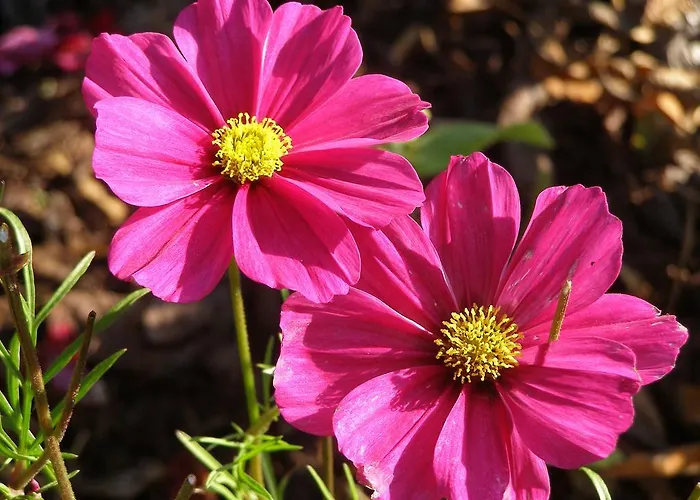 U Novotnych Pensjonat